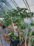 Ficus carica figovník 80/100
