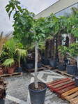 Ficus carica figovník 15/20
