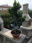 Ficus Microcarpa figovník bonsai