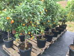 Citrus kumquat - kumkvát 15L