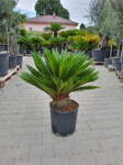 Cycas Revoluta výška 90-100cm,  kmeň 10-15cm