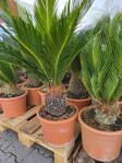 Cycas Revoluta výška 70-80cm 10L 