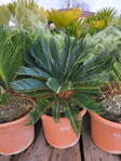Cycas Revoluta výška 60-70cm 10L 
