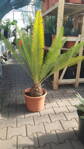 Dioon Edule kmeň o18-20cm, výška 110cm
