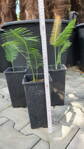 Dioon Edule výška celkom 40-50cm