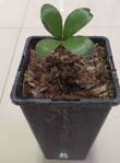Zamia Furfuracea
