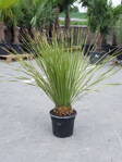 Dasylirion Serratifolium výška 90-100cm 15L