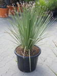 Dasylirion Serratifolium výška 100-110cm 35L