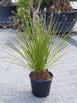 Dasylirion Wheeleri výška 90-100cm 15L