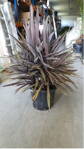 Dracena - Cordyline Indivisa Atropurpurea 120-140cm