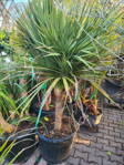 Dracena - Cordyline Indivisa Verde 160-180cm