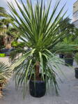 Dracena - Cordyline Indivisa Peko multi 120-180cm