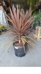 Dracena - Cordyline Indivisa Red Star 130-140cm