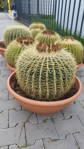 Echinocactus Grusonii priemer 40-50cm