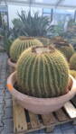 Echinocactus Grusonii priemer 90cm