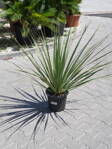 Nolina Nelsonii 100-120cm 10L