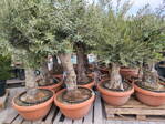 Olivovník európsky cuenco 90cm 160-220cm