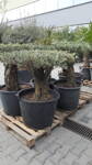 Olivovník európsky Bonsai Disco 40/60