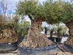Olivovník európsky Bonsai Lechin v.150-350cm