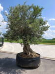 Olivovník európsky Bonsai Lechin 120/250