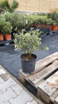 Olivovník európsky 50cm