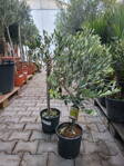 Olivovník európsky 1/2 kmeň 60-70cm