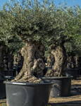 Olivovník európsky Bonsai 160/180