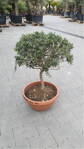 Olivovník európsky Prebonsai 60-80cm