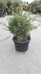 Olivovník európsky Prebonsai Laos 90-120cm