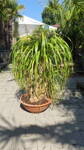 Beaucarnea recurvata výška 90-100cm