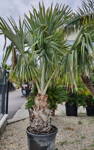 Bismarckia Nobilis výška rastliny 300-350cm
