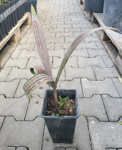 Bismarckia Nobilis výška rastliny 40-60cm 1,5Lt