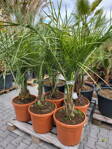 Butia Capitata  45L. kmeň 10-20cm