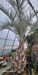 Butia Capitata kmeň 75-100cm 350lt