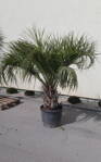 Butia Capitata výška rastliny 180-200cm, kmeň 40-60cm