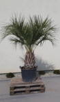 Butia Capitata výška rastliny 220-240cm, kmeň 60-80cm