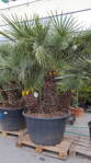 Chamaerops Humilis cerifera 300cm 500L multikmeň 