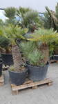 Chamaerops Humilis cerifera výška 140-160cm kmeň 60-80cm