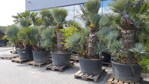 Chamaerops Humilis cerifera výška 200-250cm multikmeň 