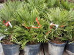 Chamaerops Humilis Vulcano 80-100cm 25lt