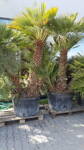 Chamaerops Humilis exemplare 300cm 