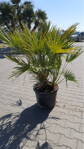 Chamaerops Humilis 130-150cm kmeň 10-20cm