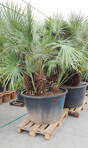 Chamaerops Humilis exemplare 300-350cm 500 lt.