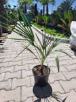 Chamaerops Humilis 70-80cm