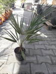 Chamaerops Humilis 60-70cm
