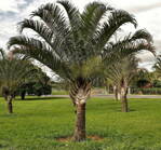 Dypsis Decaryi - 10ks semien
