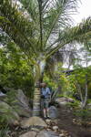 Dypsis Prestoniana - 10ks semien