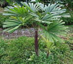 Licuala Spinosa - 10ks semien
