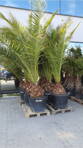 Phoenix Canariensis 300-350cm  kmeň 40-50cm