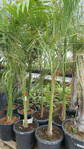 Roystonea Regia výška 200-250cm